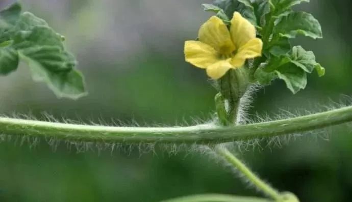 西瓜开花坐瓜期,这些细节必须注意!