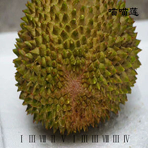 榴莲排名_榴莲品种排名图片大全(2)