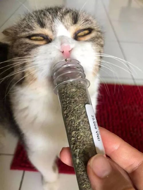 主人给猫吸了一些猫薄荷后它这上头的模样太搞笑了