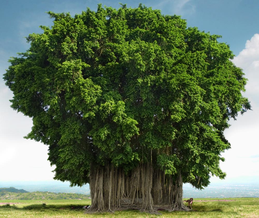 孟加拉最长寿的树阴影能达到上万平方米可同时容纳乘凉