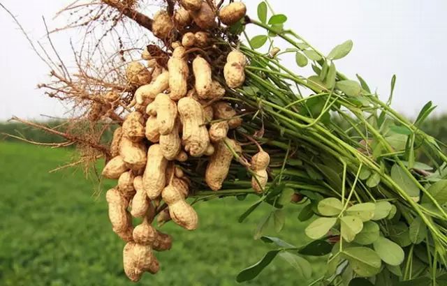 花生和它一起煮,胜吃无数补药!告诉家里煮饭的人! 太阳城国际