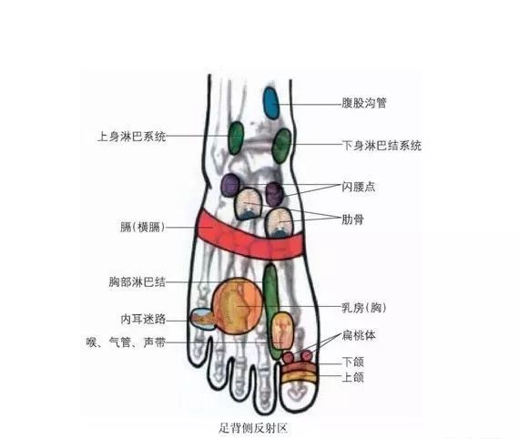 人体脚部穴位,反射示意图:可按图找到穴位,对照图示看是那里有病变,供