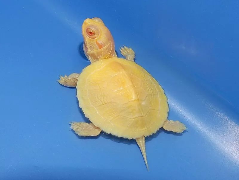 变异巴西龟:3▲这只则是阿拉巴马伪龟作为一款入门级的水龟,这几年