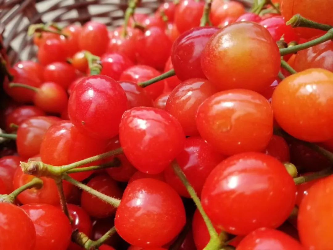 樱桃琥珀哪里播 1b4adab32509441f9fcc5a8743875eef.jpeg