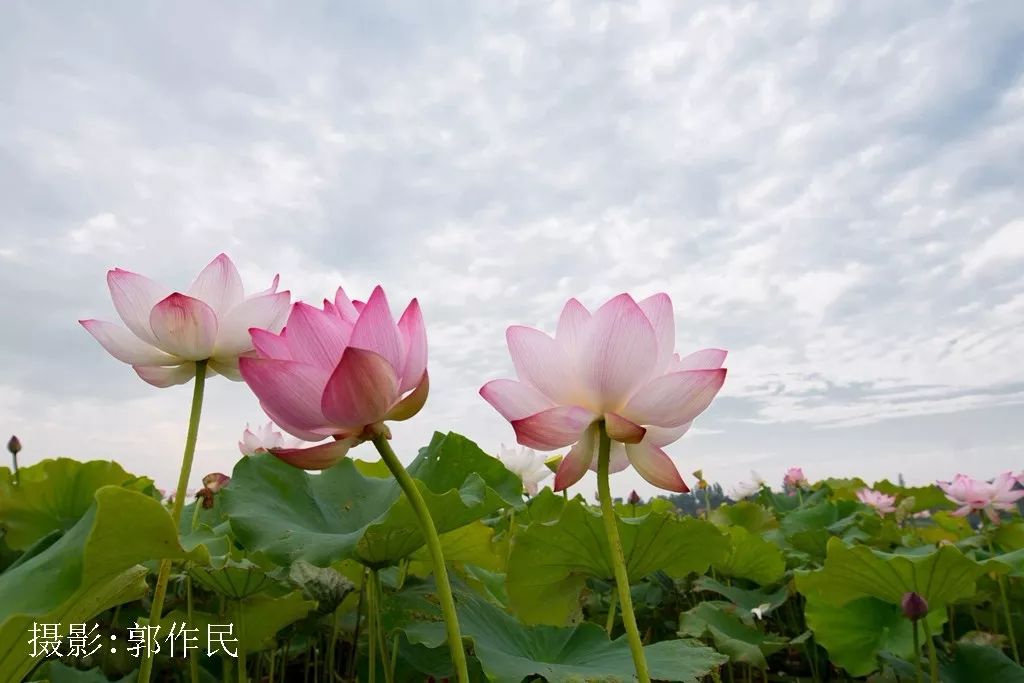 又是一年荷花开!画面美到可以做屏保!赶紧
