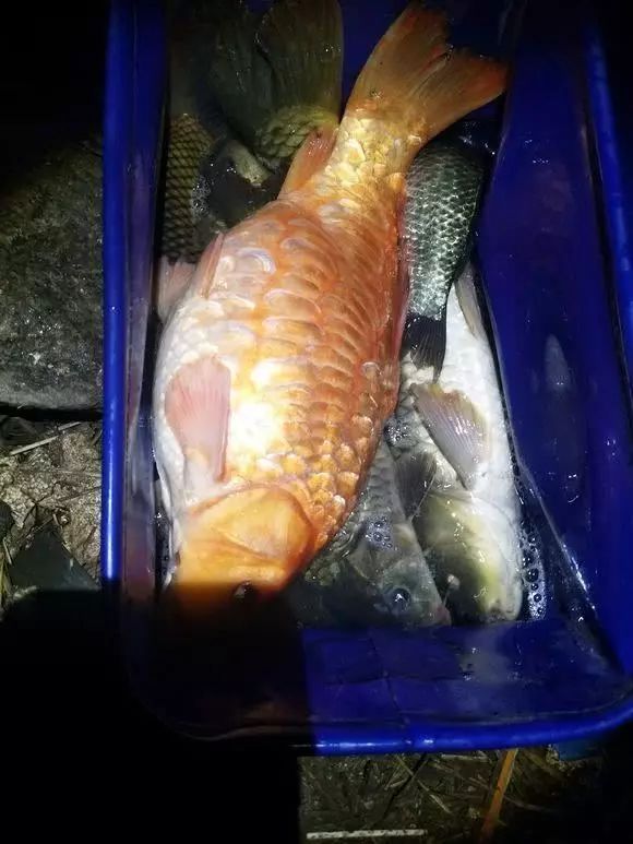 鱼在什么情况下会发生缺氧 1e739853780d416da8a49c3b3019c728.jpeg