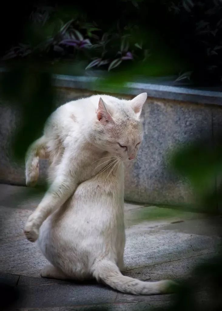 他说,猫咪身上慵懒的神态是他现在最羡慕的了!