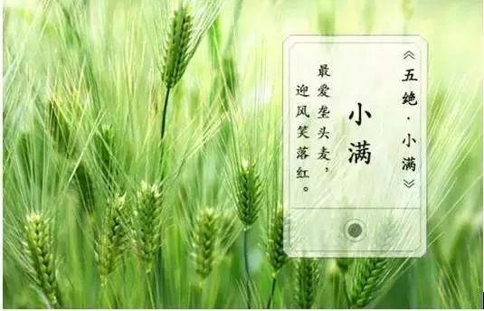 青时令 | 小满小满,谷粒渐满
