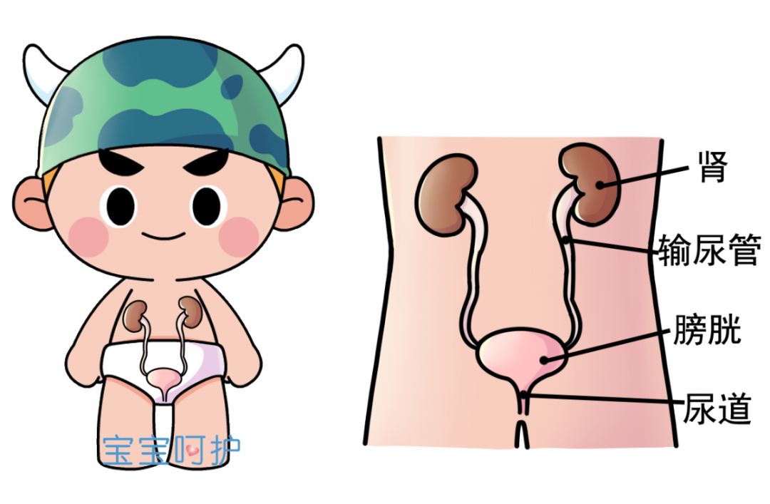 如何正确减肥不伤肾 2c852b7e7982433fb88fa4e64b85e270.jpeg