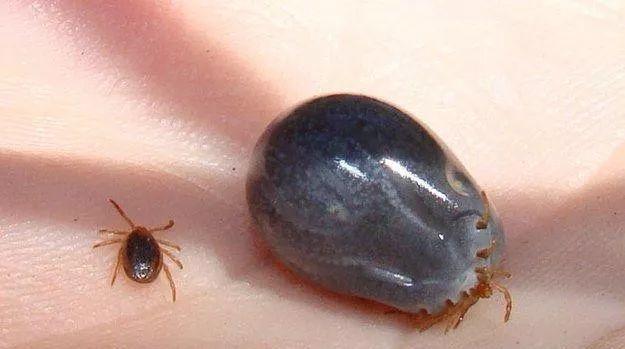                     夺命蜱虫1月内致3人死亡！宝宝身上出现这种“小黑痣”别大意