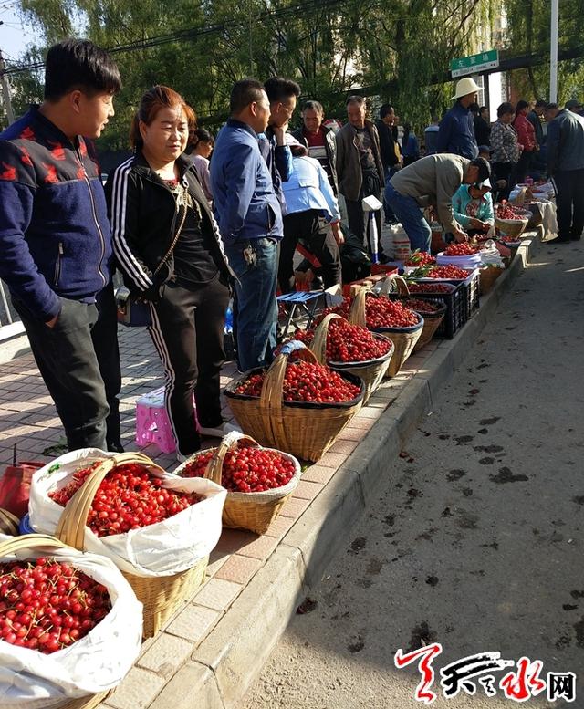 天水:秦州大樱桃亮相市场