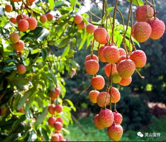 2019灵山荔枝节荔刻有灵山果农乘上电商快车灵山荔枝日日鲜