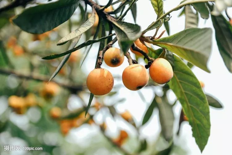 枇杷果怎么种植 454d437ab4c84d629846e1dd2250d9b1.jpeg