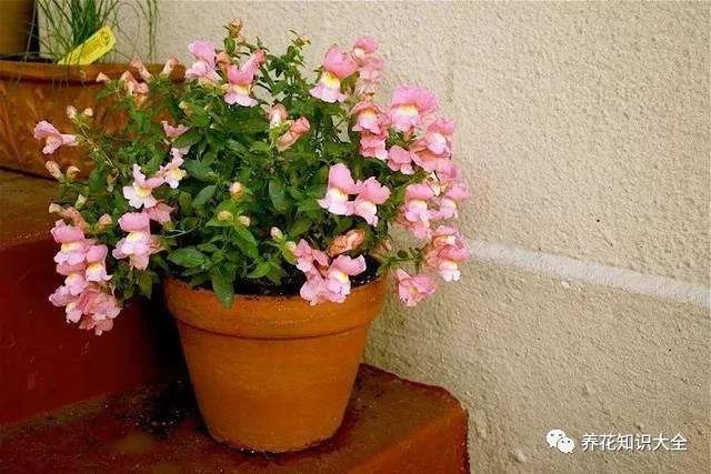 夏天有什么植物花 58a855acdcf34e579e263b7c35b5ac49.jpeg