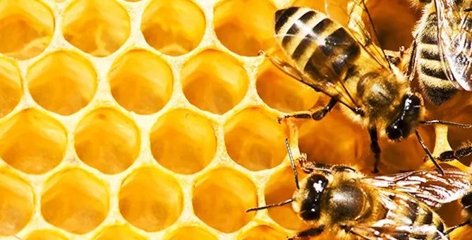 一只蜜蜂是什么成语_一只蜜蜂是什么牌子