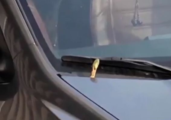 蛇是怎么钻进车里的 5f6a23ae98534a4f95efa0d29ada30b0.jpeg