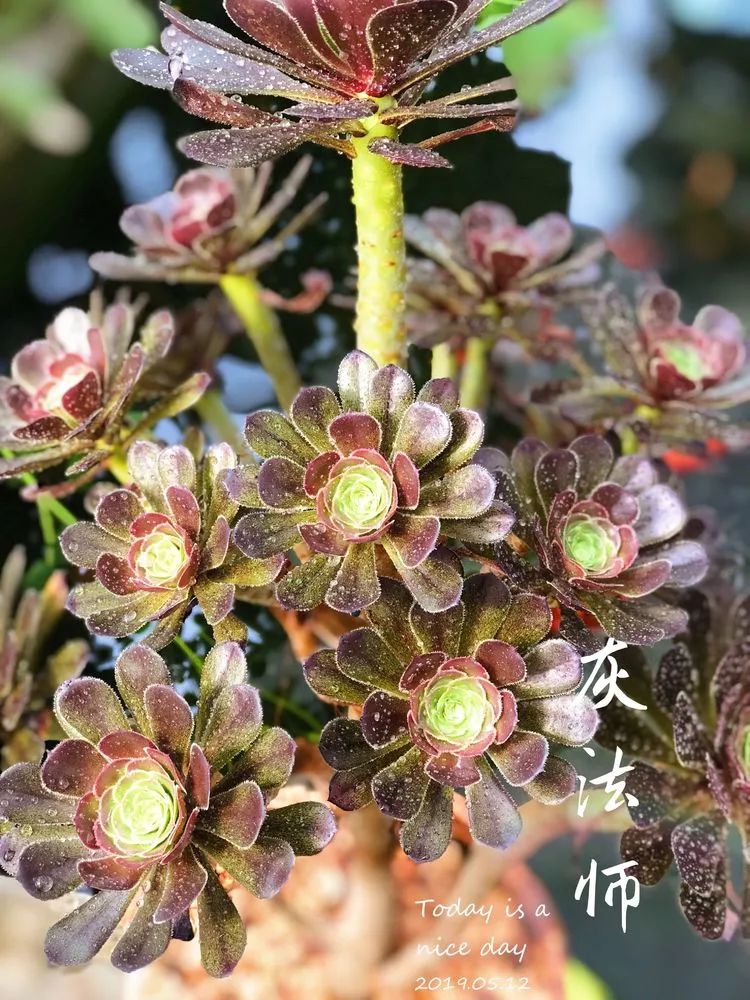 图片来源:来自花友提供 35,灰法师 有点蒙蒙灰的金属质感,黑法师变异