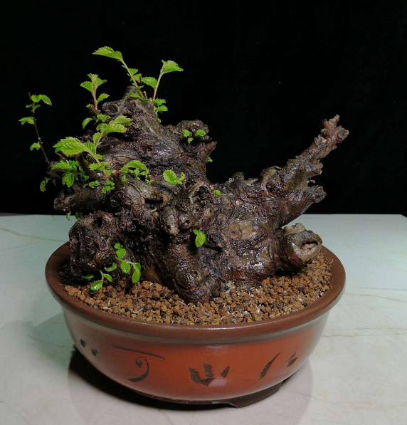 原创欣赏苏州盆景大师作品,精湛的盆景艺术风格,无穷的观赏魅力图片