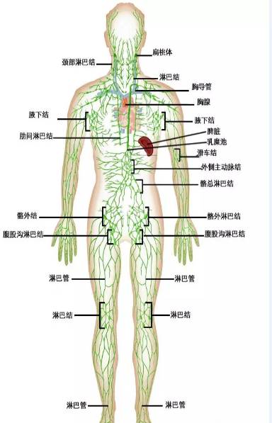 为什么淋巴一疏通,人会自然瘦?看完恍然大悟!