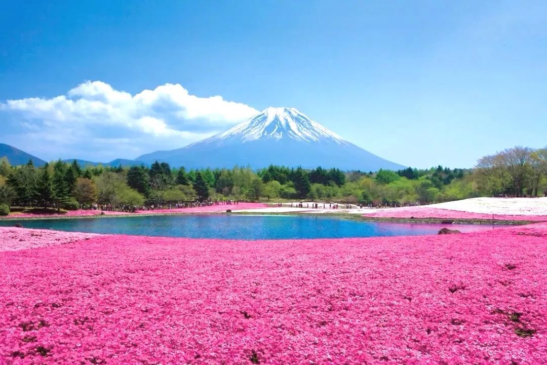 玩转日本"海陆空",大涌谷空中缆车,富士山五合目,芦之湖游船,赏芝樱泡