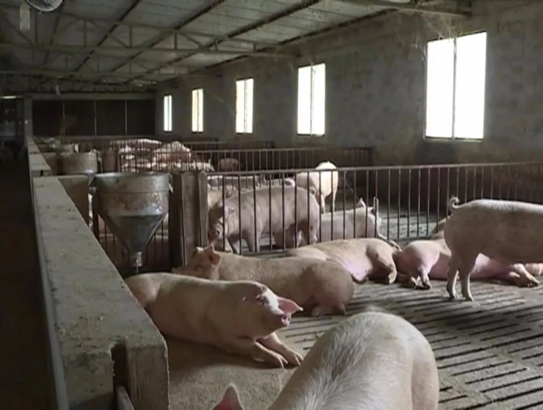 据了解,东兴区宇洋养殖专业合作社是全区最大的生猪养殖场之一,目前