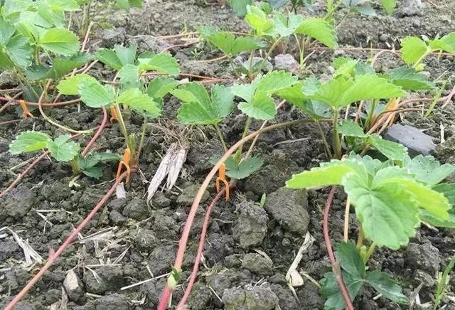 为避免阳光直射造成高温灼伤子苗和匍匐茎,引发叶斑病,炭疽病等病害的