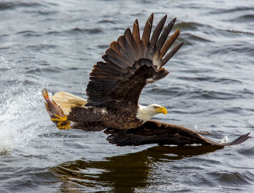 人怎么才能长翅膀 8edc26500a1248fa999409a703fac729.jpeg