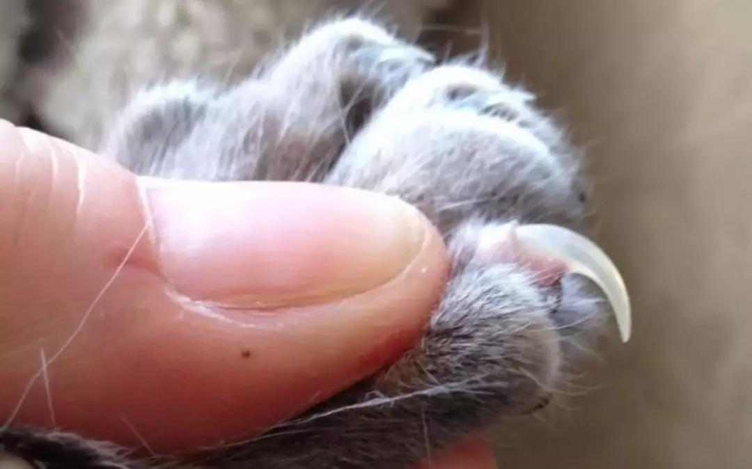 99%的人都搞错了!给猫咪剪指甲的正确姿势,你了解吗?
