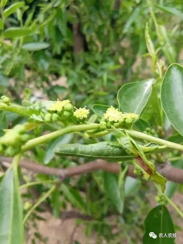 枣树进入花期别让这个小虫毁了一年收成