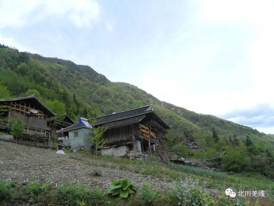 志·黑水丨北川黑水村辖区内地名_松光树