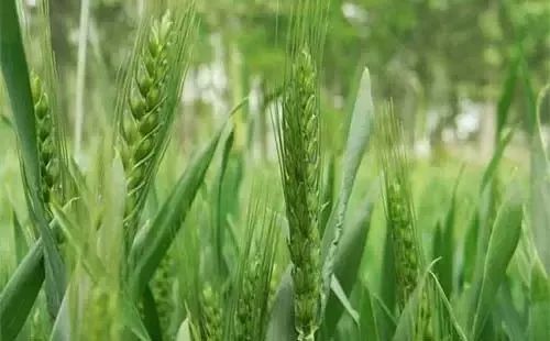 2019沈丘小麦最低收购价出炉!这些做好促增产.. 巴黎人手机app