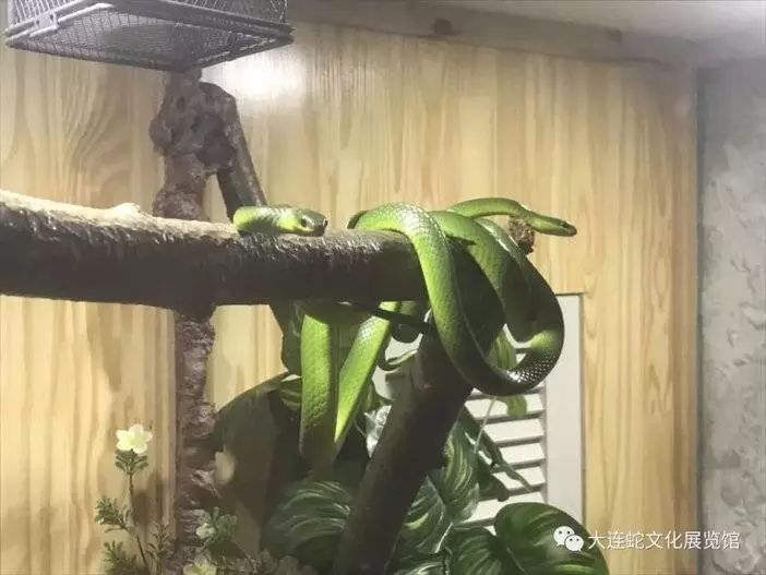 【旅顺蛇文化展览馆】9.9元抢购单人门票!