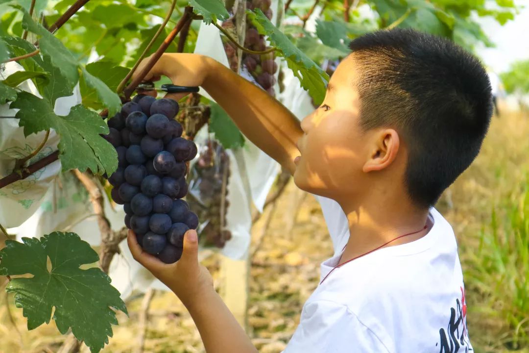 河源这家葡萄园"活该"生意火爆,上吨葡萄成熟竟然还能