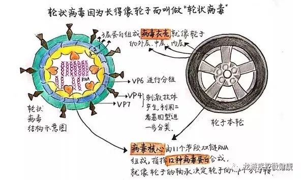 家长速知,小孩腹泻别当小事,六价轮状病毒疫苗龙游能打!