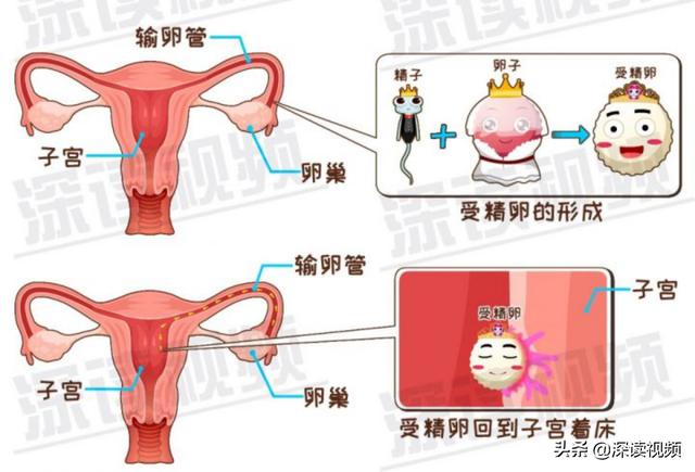 受精卵沿着小蝌蚪来时的路--输卵管,一直回到子宫里,安家,这就是着床