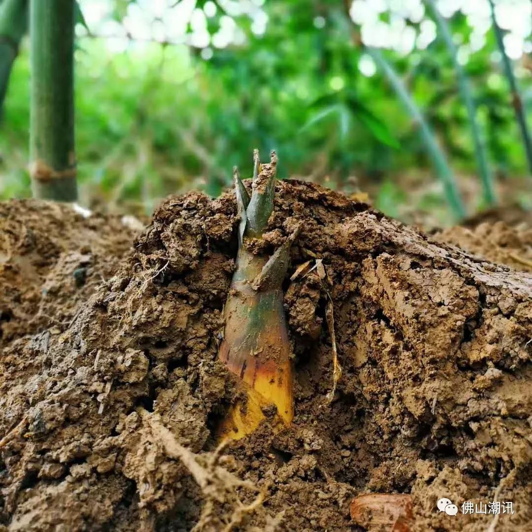 沙口笋的生长环境