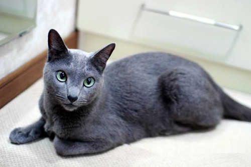 【貓咪の奇妙物語】英短藍貓不是包子臉，英短藍白臉很尖 寵物 第1張