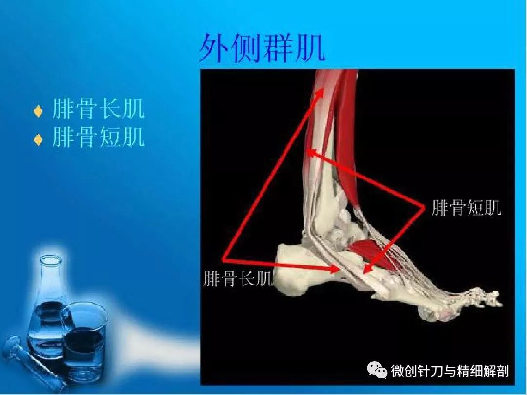 踝足部精细解剖