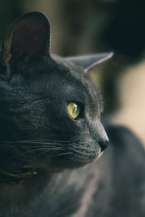 chartreux 夏尔特猫夏尔特猫是法国原产的短毛品种猫,也被称为"法国