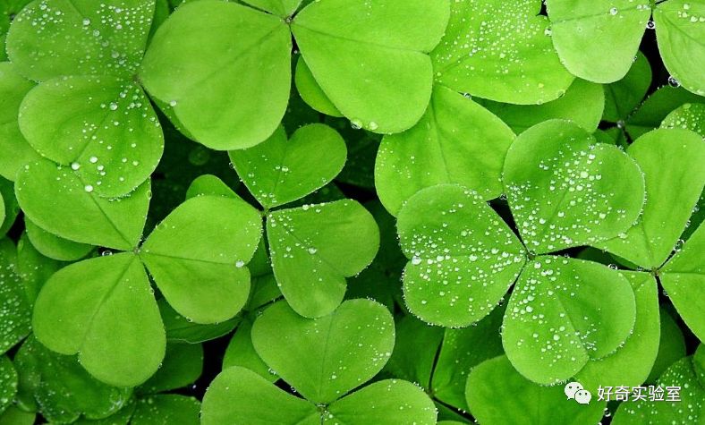 屏保换成豆沙绿,办公桌上放绿植!这样就能护眼