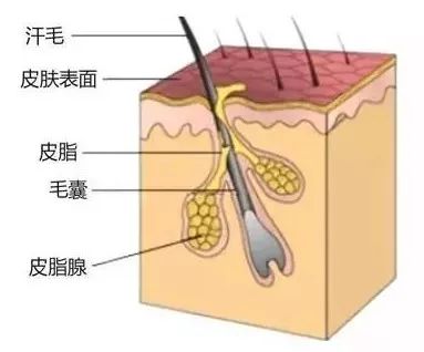 毛孔,指的毛囊口,它是毛囊和皮脂腺的共同开口.