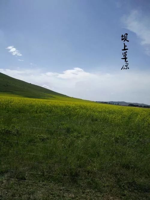 想去的地方是草原简谱_你是草原美丽的花简谱