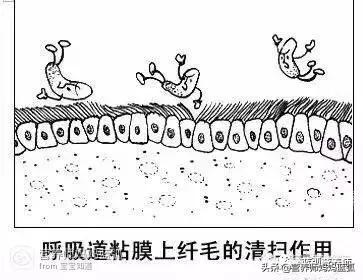                     宝宝有痰怎么办？化痰只是治标，减少痰液产生才是根本