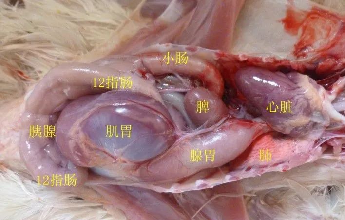 图19,取出肌胃腺胃可以看到十二指肠呈弧形紧贴腹壁,盲肠为浅褐色.