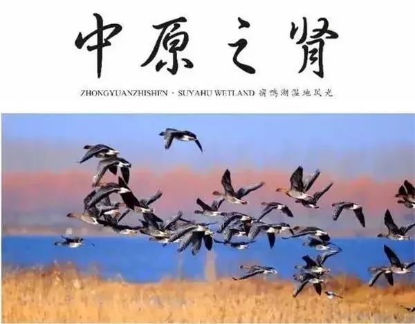 宿鸭湖清淤扩容工程一波好音信传来！宿鸭湖清淤扩容、商南高快年内通车、冷水河桥建成运用(5)