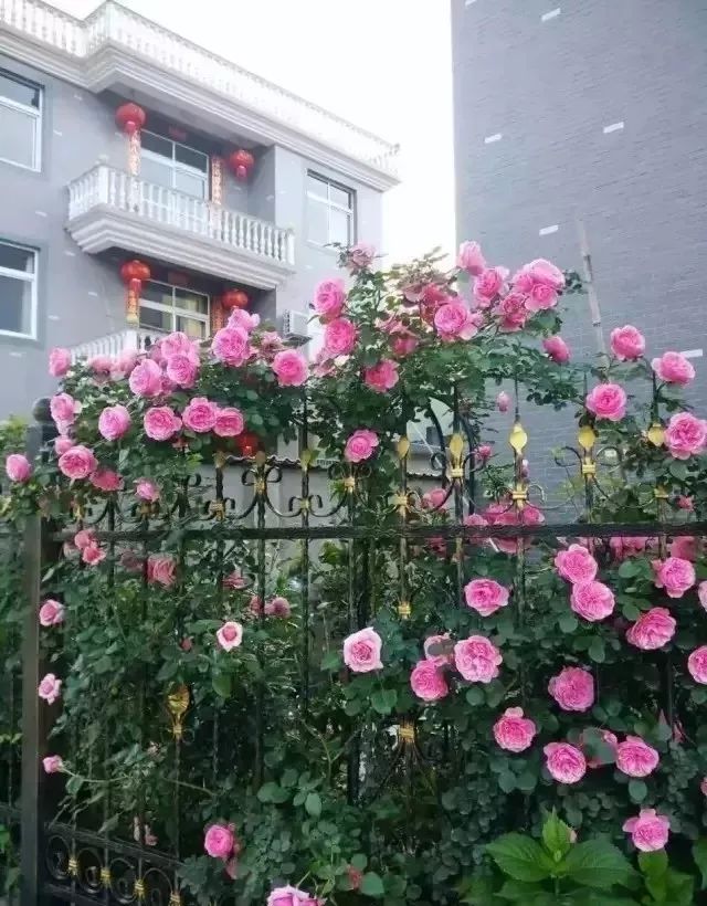 美丽的庭院,怎能少了月季花墙!