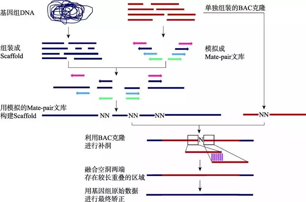 亚硫酸氢盐 - 基因组测序法在检测基因异常甲基化中的