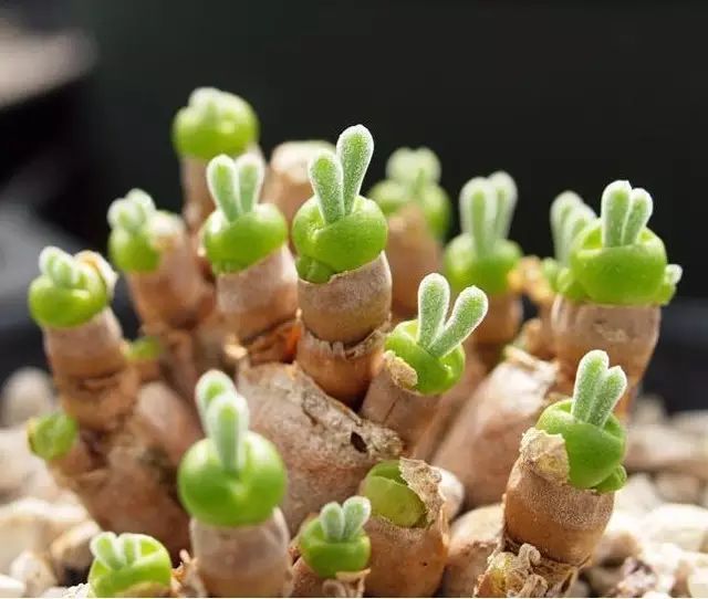 9% 这不是树叶,是昆虫!