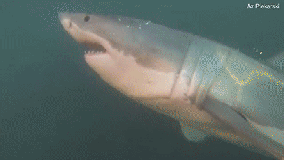 原创大白鲨袭击一艘小船渔民父子做出了一个大胆举动