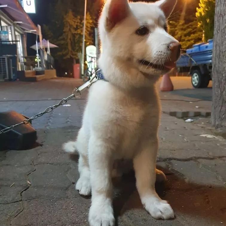 原創
            三個月大幼犬被最醉酒男子性侵：都怪你長得太可愛了！ 未分類 第1張